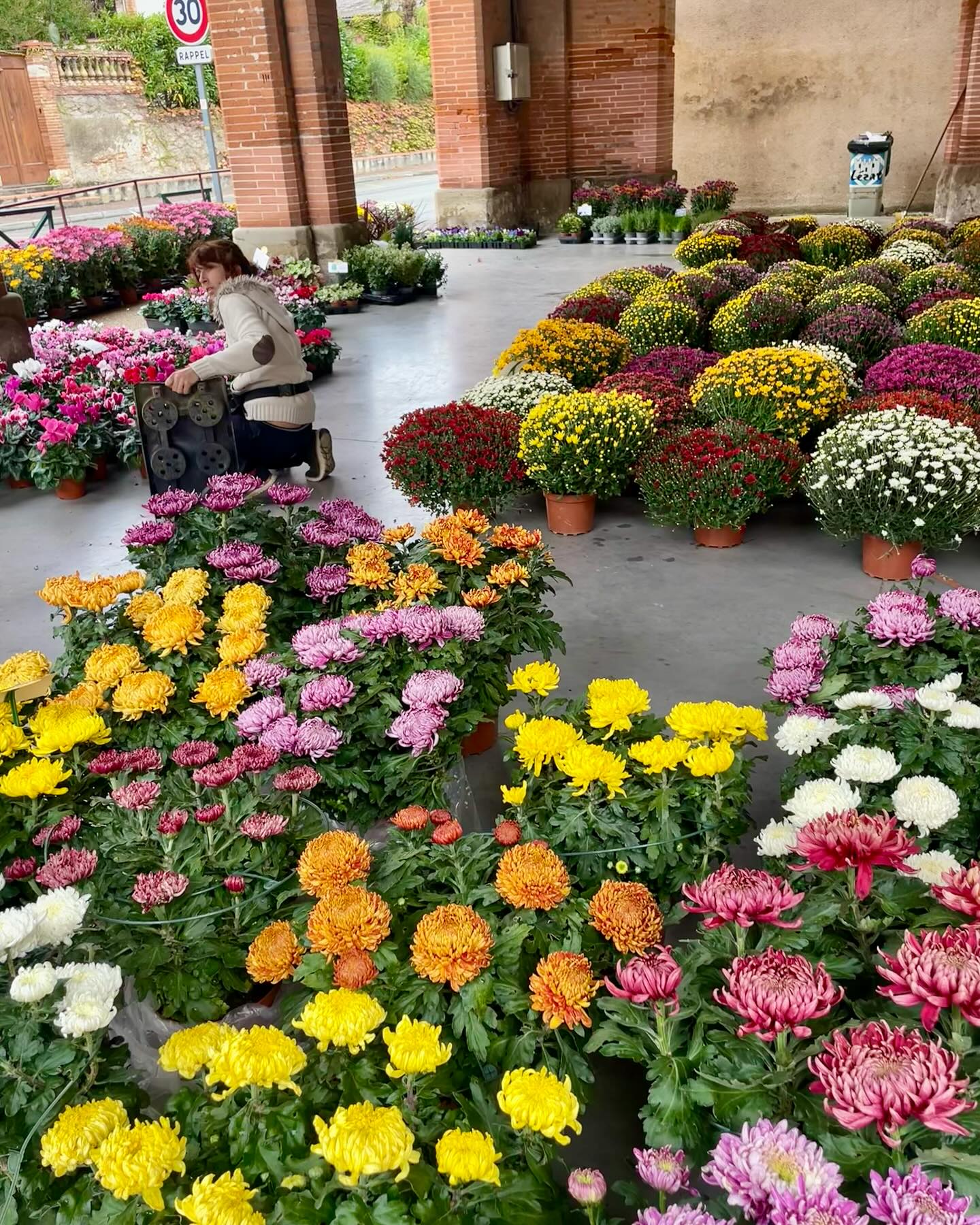 CHRYSANTHÈME : très populaire au japon, mais également en France où il est principalement associé aux cimetières pour la Toussaint. Mais le chrysanthème c’est bien plus que cela. Plutôt rustique, il trouve aisément sa place dans les jardins ou dans de gros pots. Lorsque les tiges sont sèches, rabattez le plant, à 10 centimètres. Vous pouvez pailler et installer un voile d’hivernage si besoin. Chrysanthème signifie fleur d’or en Grec. En Asie, le chrysanthème symbolise la paix et la joie.