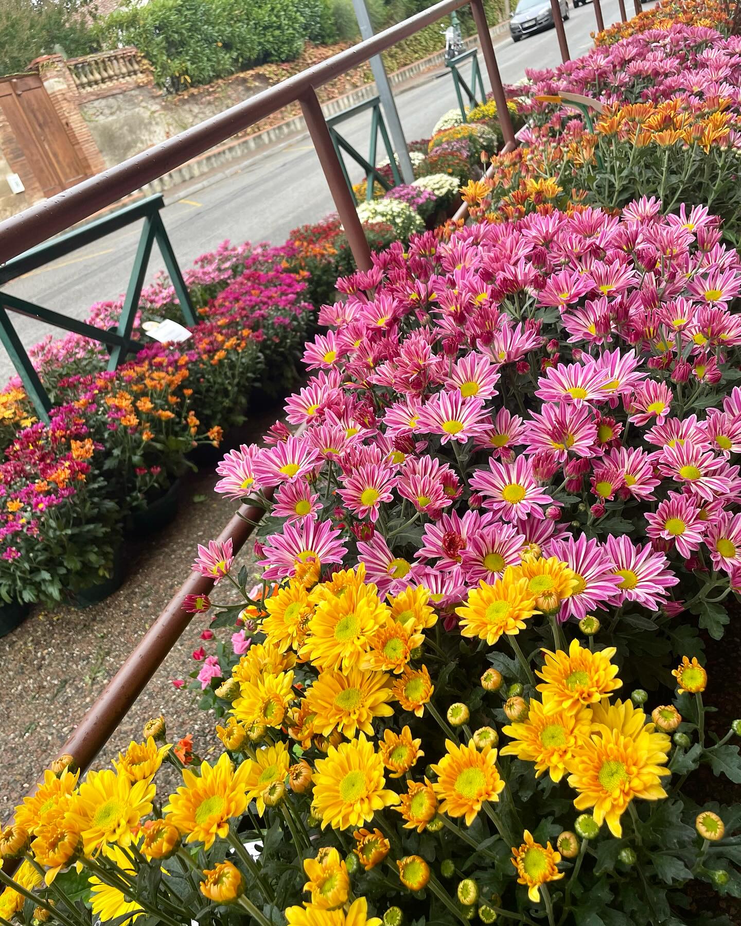 CHRYSANTHÈME : très populaire au japon, mais également en France où il est principalement associé aux cimetières pour la Toussaint. Mais le chrysanthème c’est bien plus que cela. Plutôt rustique, il trouve aisément sa place dans les jardins ou dans de gros pots. Lorsque les tiges sont sèches, rabattez le plant, à 10 centimètres. Vous pouvez pailler et installer un voile d’hivernage si besoin. Chrysanthème signifie fleur d’or en Grec. En Asie, le chrysanthème symbolise la paix et la joie.