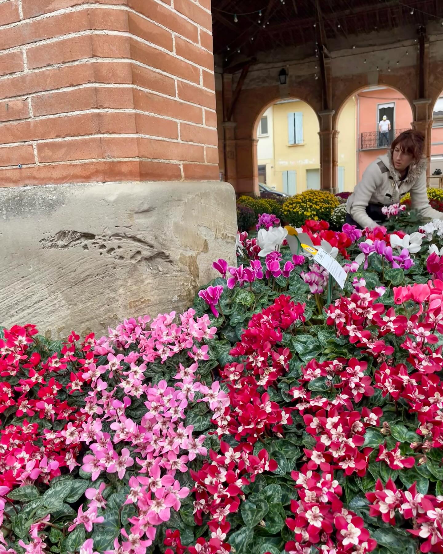 CHRYSANTHÈME : très populaire au japon, mais également en France où il est principalement associé aux cimetières pour la Toussaint. Mais le chrysanthème c’est bien plus que cela. Plutôt rustique, il trouve aisément sa place dans les jardins ou dans de gros pots. Lorsque les tiges sont sèches, rabattez le plant, à 10 centimètres. Vous pouvez pailler et installer un voile d’hivernage si besoin. Chrysanthème signifie fleur d’or en Grec. En Asie, le chrysanthème symbolise la paix et la joie.