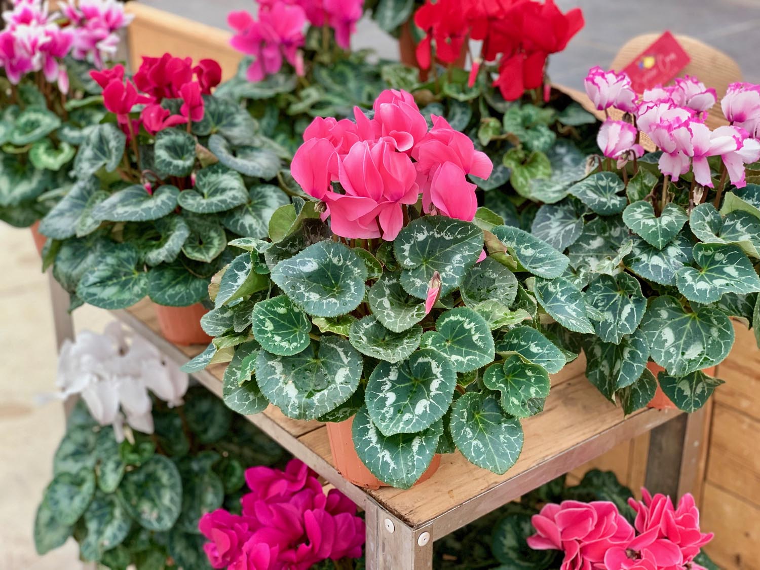 CYCLAMEN : vivace tubéreuse, le cyclamen de perse est très utilisé sous nos latitudes pour fleurir balcons, jardins et pots si les conditions s’y prêtent : température idéale de 5 à 20°C. À planter à la mi-ombre dans une terre humifère et bien drainée. Résiste aux petites gelées.