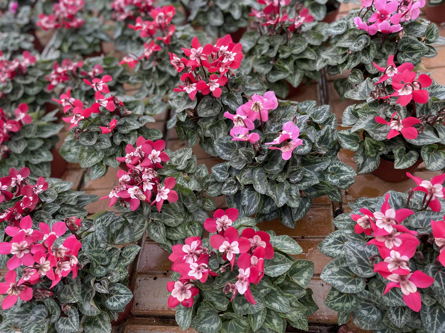 CYCLAMEN : vivace tubéreuse, le cyclamen de perse est très utilisé sous nos latitudes pour fleurir balcons, jardins et pots si les conditions s’y prêtent : température idéale de 5 à 20°C. À planter à la mi-ombre dans une terre humifère et bien drainée. Résiste aux petites gelées.