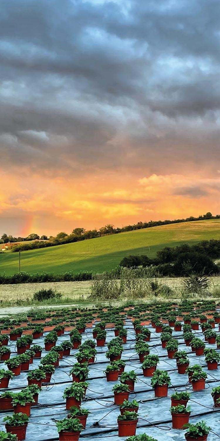 Serre Cros horticulture en Ariège : fleurs et plantes fleuries