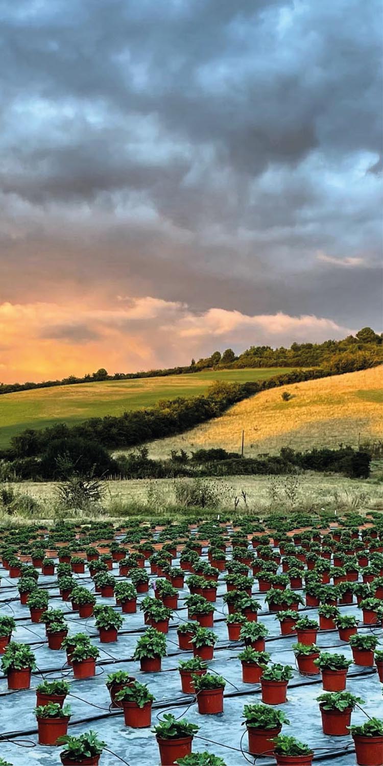 Serre Cros horticulture en Ariège : fleurs et plantes fleuries