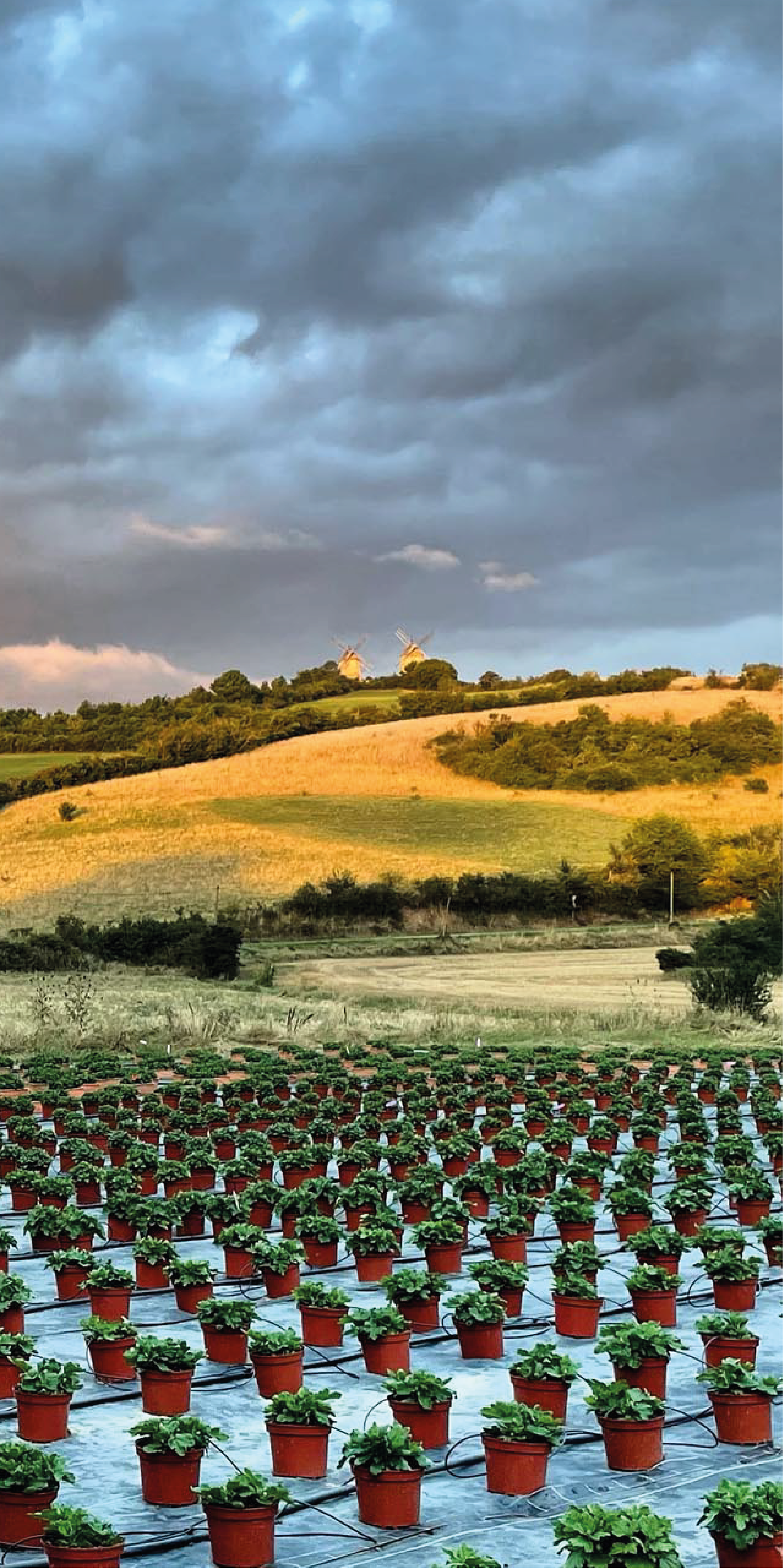 Serre Cros horticulture en Ariège : fleurs et plantes fleuries