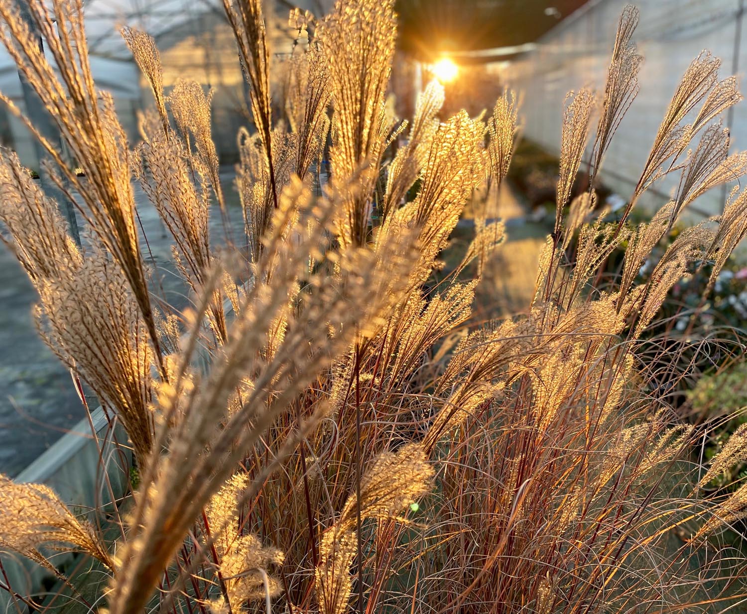 Toute l’année, Serre Cros, horticulteurs, vous propose une production de fleurs et de plantes à Lézat-sur-lèze en Ariège.