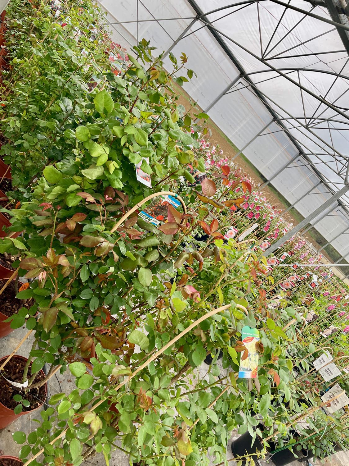 Rosiers en vente à la Serre Cros à Lézat-sur-Lèze