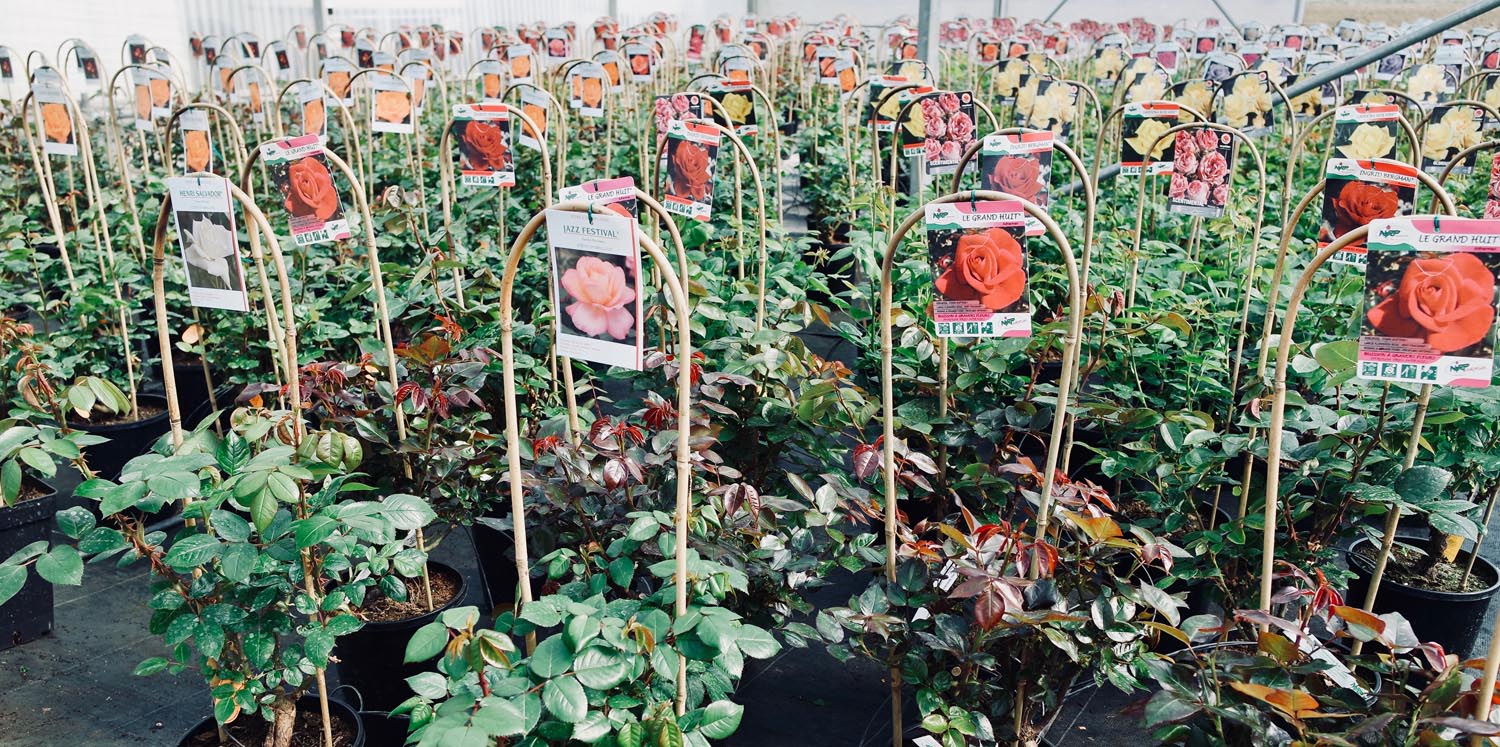 Rosiers en vente à la Serre Cros à Lézat-sur-Lèze