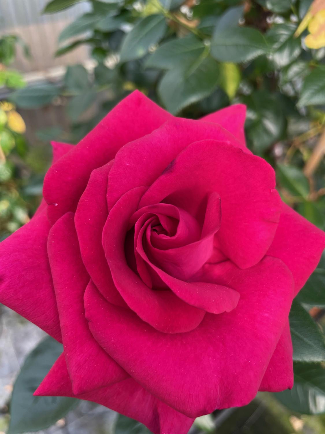 Rosiers en vente à la Serre Cros à Lézat-sur-Lèze