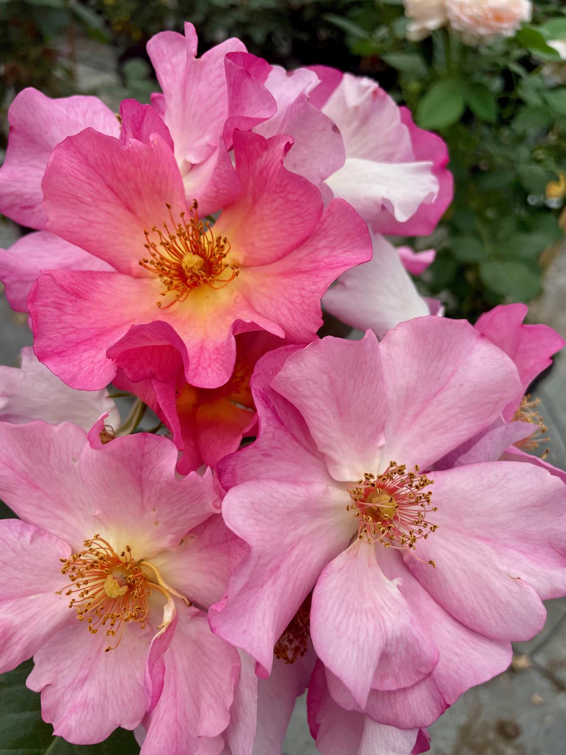 Rosiers en vente à la Serre Cros à Lézat-sur-Lèze